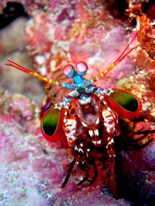 mantis-shrimp2